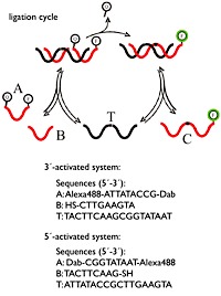 ligation cycle  of thioDNA